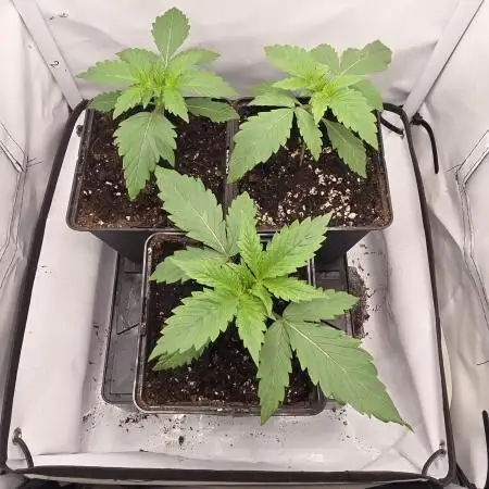 Red Mandarine f1 sweet seeds ❤️