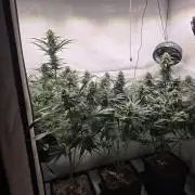 Green poison 😋