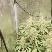 Royal Critical