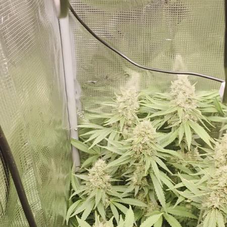 Royal Critical