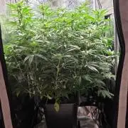 Royal Critical