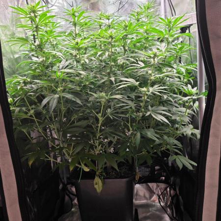 Royal Critical