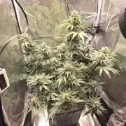 Lemon Cherry Cookies