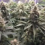 Royal Critical
