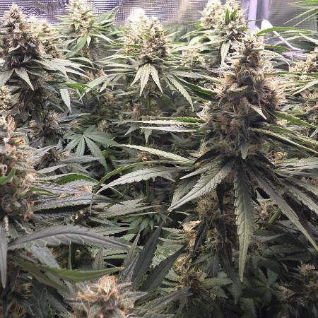 Royal Critical