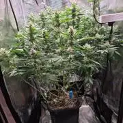 Royal Critical