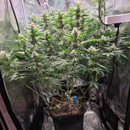 Royal Critical