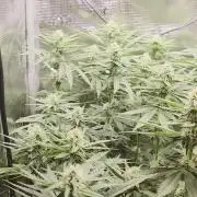Royal Critical