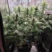 Royal Critical