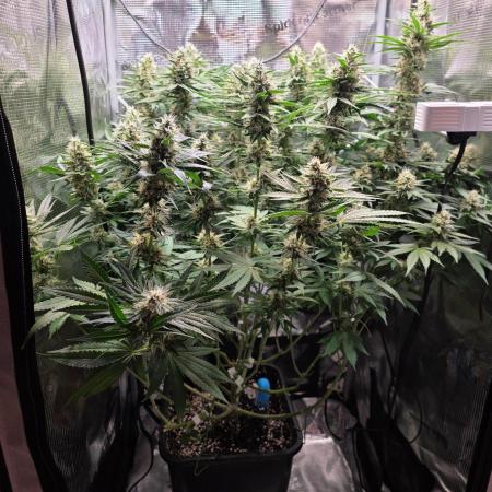Royal Critical