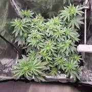 Royal Critical