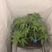 Royal Critical