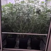 Red Mandarine f1 sweet seeds ❤️