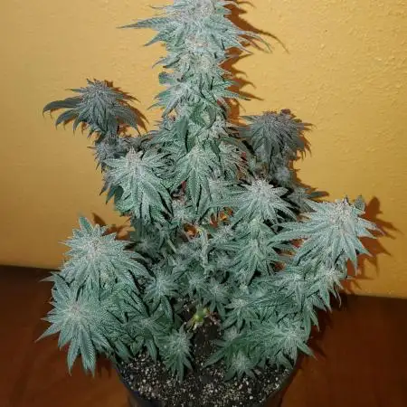 Strawberry cheesecake 