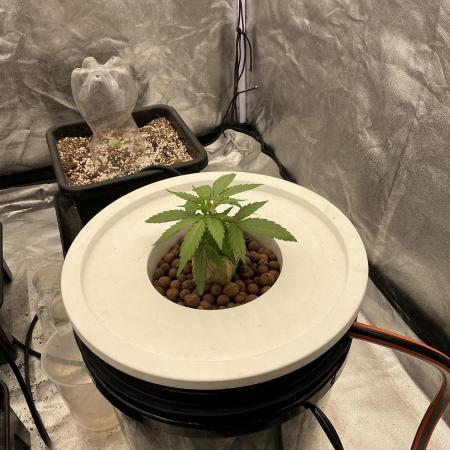 Strawberry Banana Auto x 42 Fast Buds