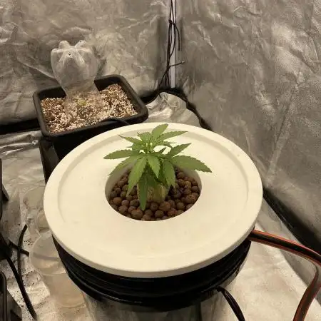 Strawberry Banana Auto x 42 Fast Buds