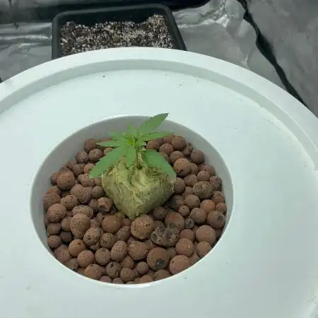 Strawberry Banana Auto x 42 Fast Buds