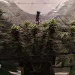 3 Strains - Organic Grow