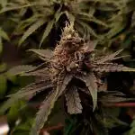 3 Strains - Organic Grow