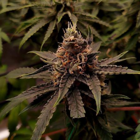 3 Strains - Organic Grow