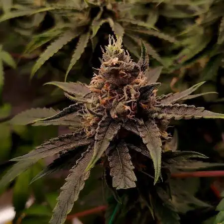 3 Strains - Organic Grow
