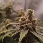 3 Strains - Organic Grow