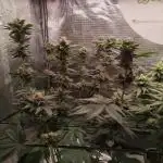 3 Strains - Organic Grow