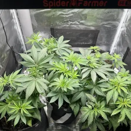Barneys Farm Grow