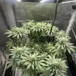Royal Queen seeds Purple Queen