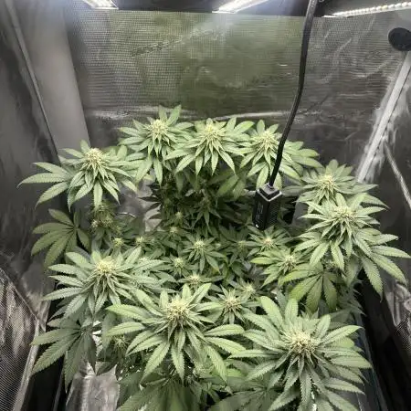 Royal Queen seeds Purple Queen