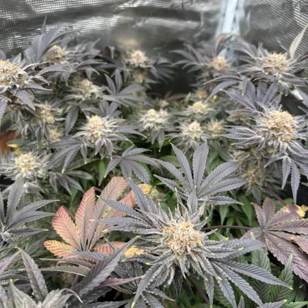 Exotic seed Black Lemon/ Honey Mints