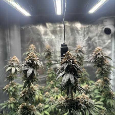 Royal Queen seeds Purple Queen