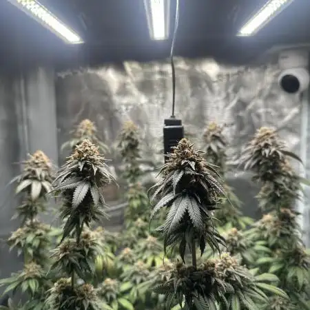 Royal Queen seeds Purple Queen