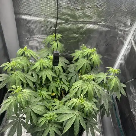 Royal Queen seeds Purple Queen