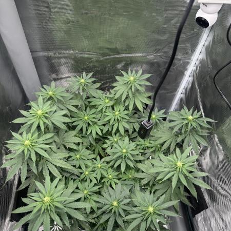 Royal Queen seeds Purple Queen