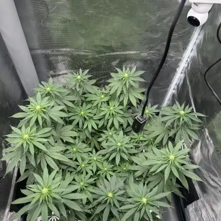 Royal Queen seeds Purple Queen