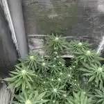 Royal Queen seeds Purple Queen