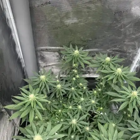 Royal Queen seeds Purple Queen