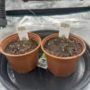 Exotic seed Black Lemon/ Honey Mints