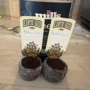 Exotic seed Black Lemon/ Honey Mints