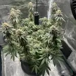 Royal Queen seeds Purple Queen
