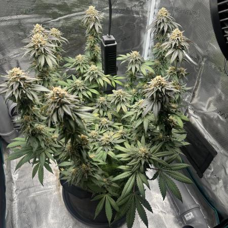 Royal Queen seeds Purple Queen
