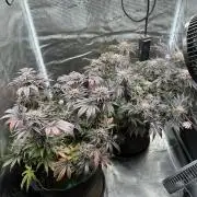 Exotic seed Black Lemon/ Honey Mints