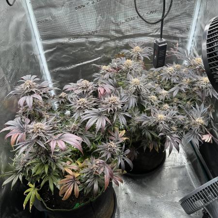 Exotic seed Black Lemon/ Honey Mints