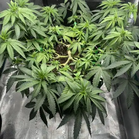 Royal Queen seeds Purple Queen