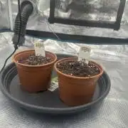 Exotic seed Black Lemon/ Honey Mints