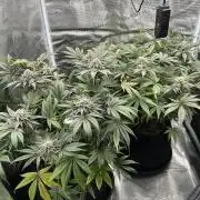 Exotic seed Black Lemon/ Honey Mints