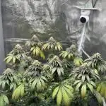 Royal Queen seeds Purple Queen