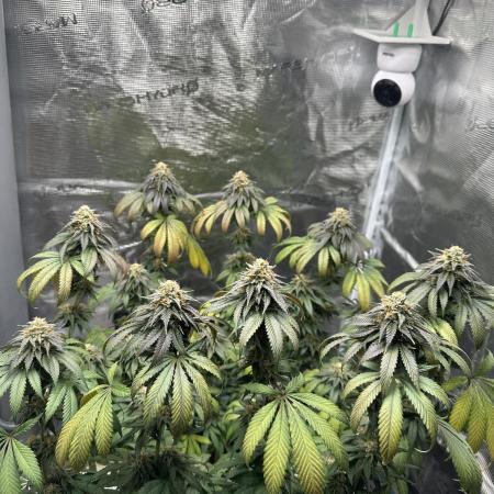 Royal Queen seeds Purple Queen
