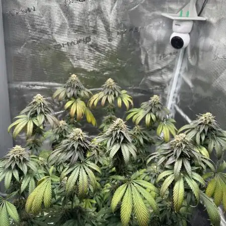 Royal Queen seeds Purple Queen